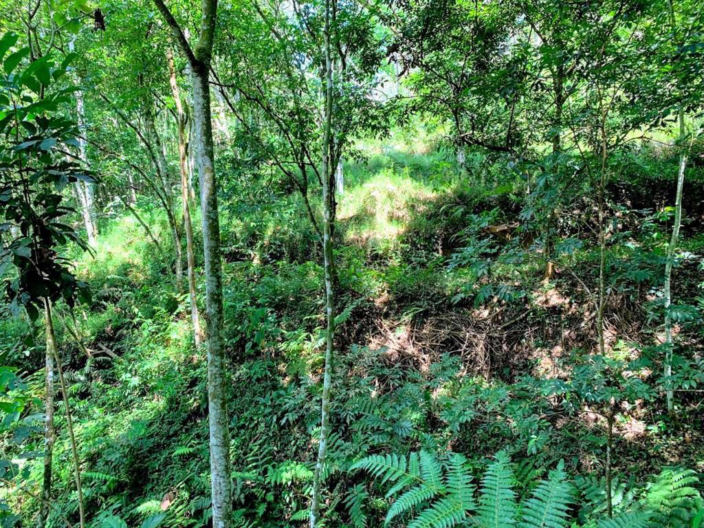 Agriculture Land at Genting Malek Batang Kali - photo 3