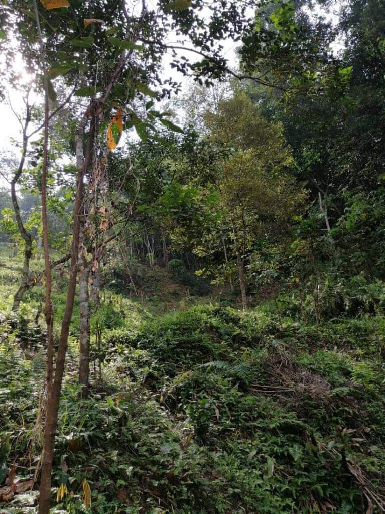 Ulu Yam Kalong - photo 5