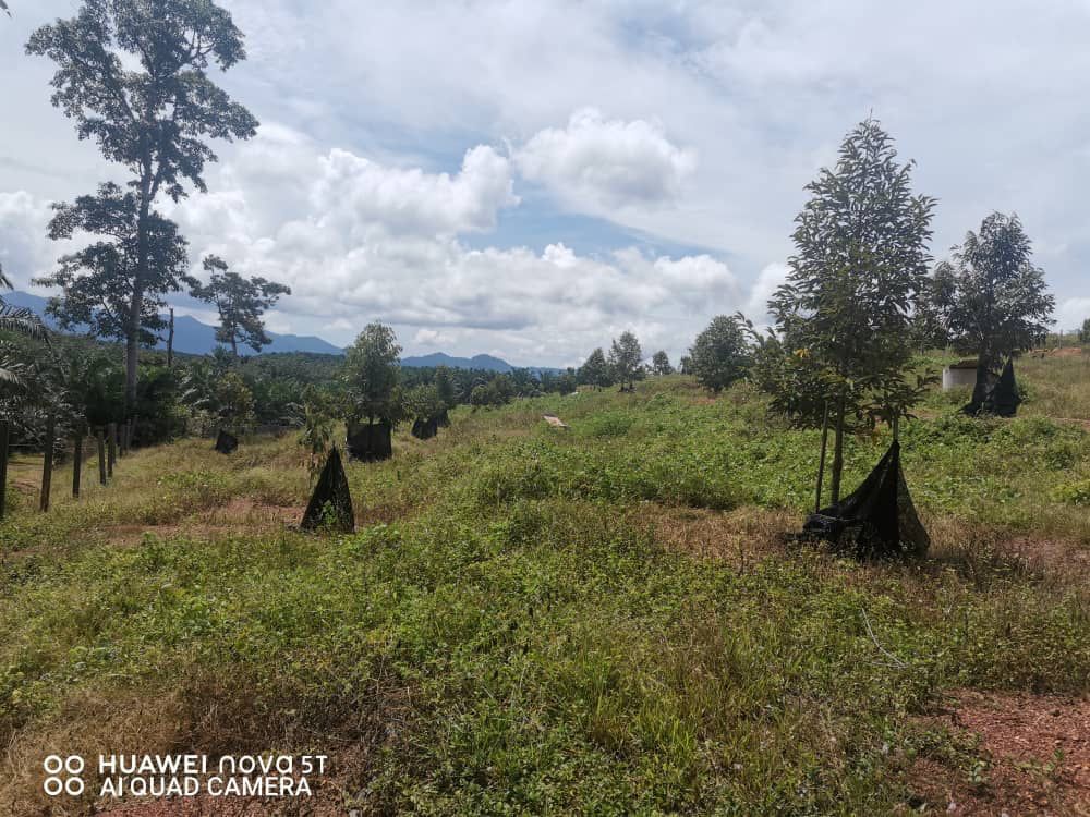 Negeri Sembilan Durian and Rubber tree Land CHRIS - photo 1