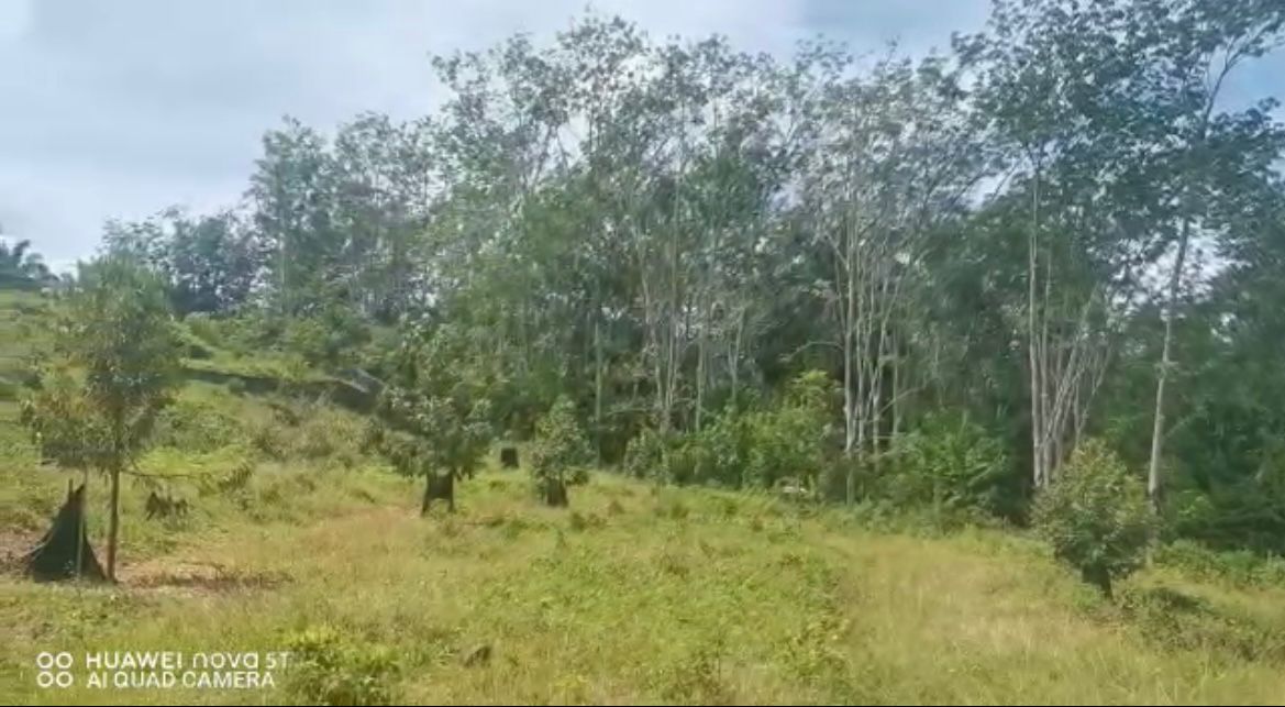 Negeri Sembilan Durian and Rubber tree Land CHRIS - photo 7