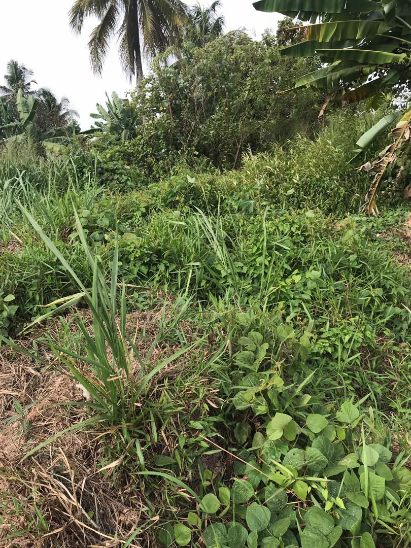 Tanah rata geran individu 11k sf di Labu Lanjut - photo 3