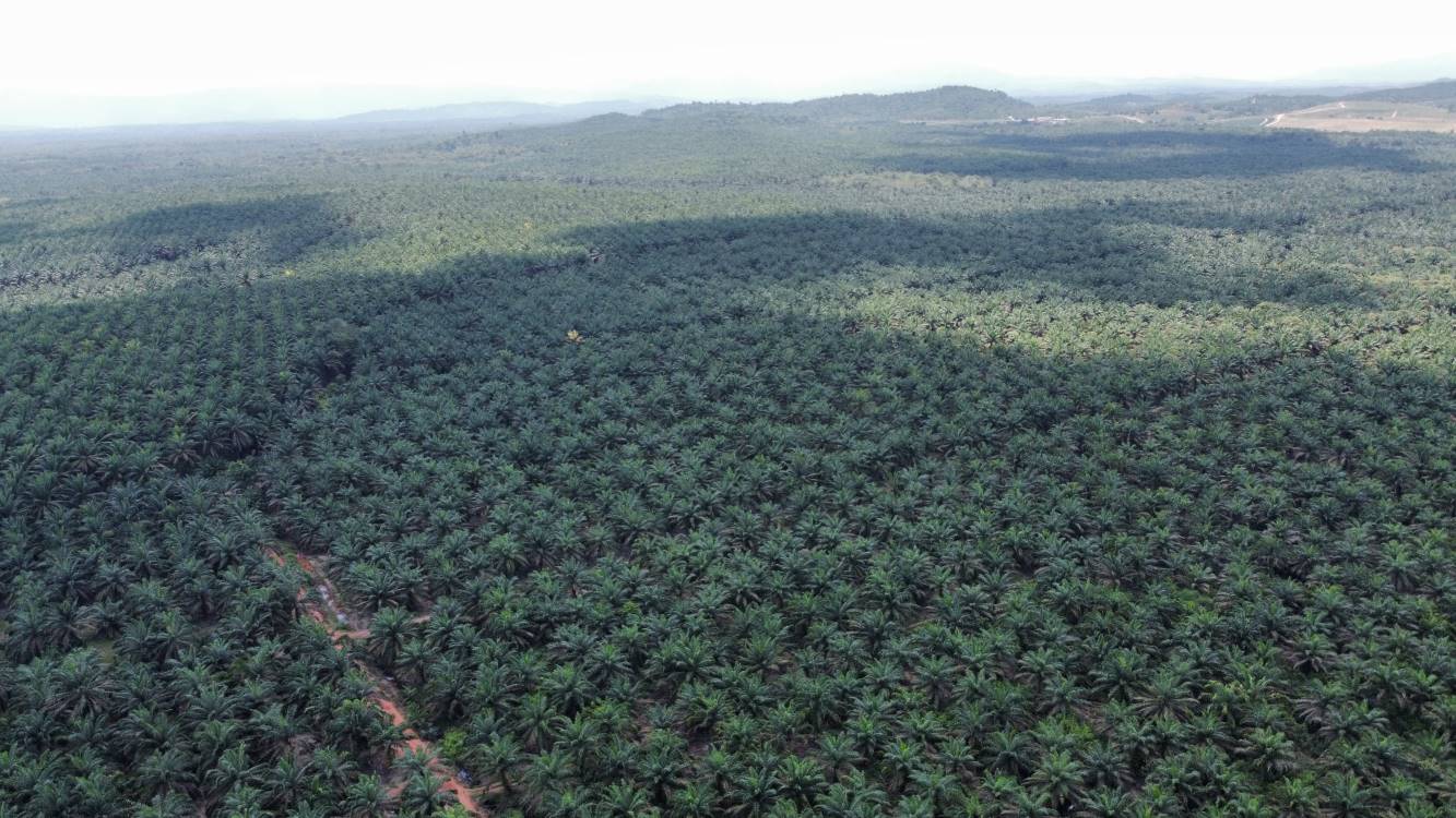 1774 acres oil palm  ...