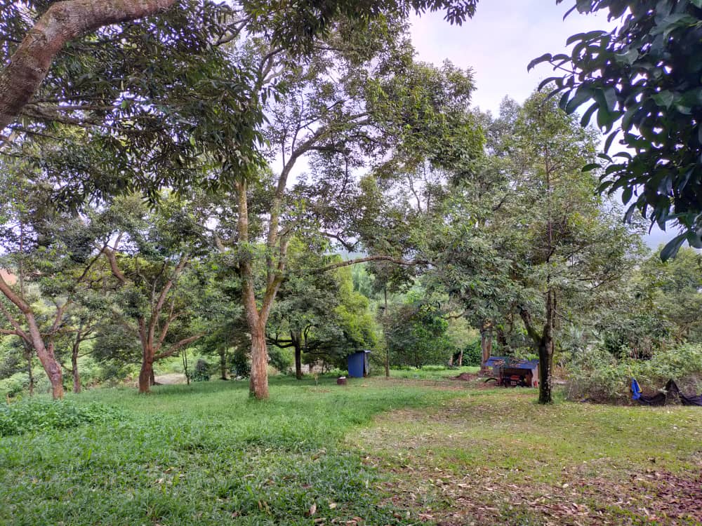 Durian Farm - JC - photo 1