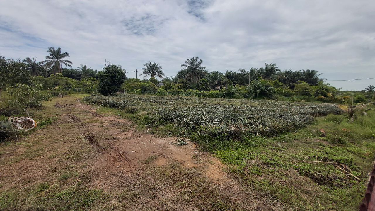 Kuala Sungai Baru, Nusa dusun orchard resort - photo 7