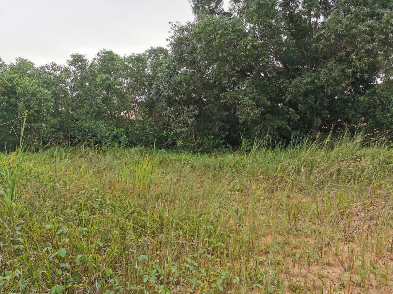 Bungalow land lot at Subang Bestari for sale - photo 6