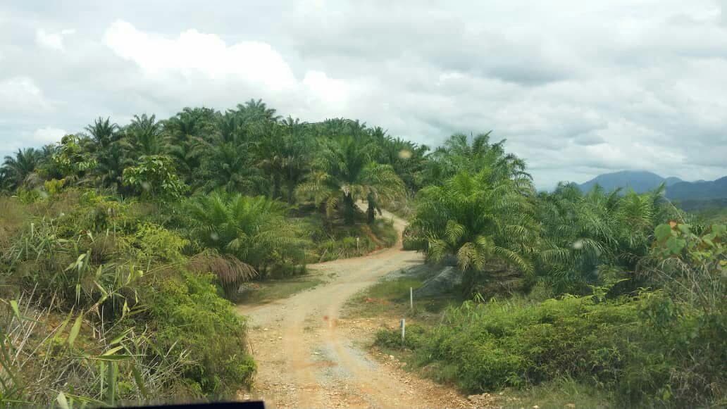 TANAH LADANG SAWIT UNTUK DIJUAL TERMASUK ASET LAIN - photo 1