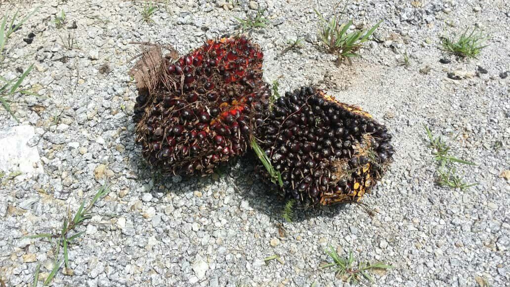 TANAH LADANG SAWIT UNTUK DIJUAL TERMASUK ASET LAIN - photo 4