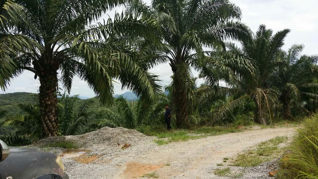 TANAH LADANG SAWIT UNTUK DIJUAL TERMASUK ASET LAIN - photo 7