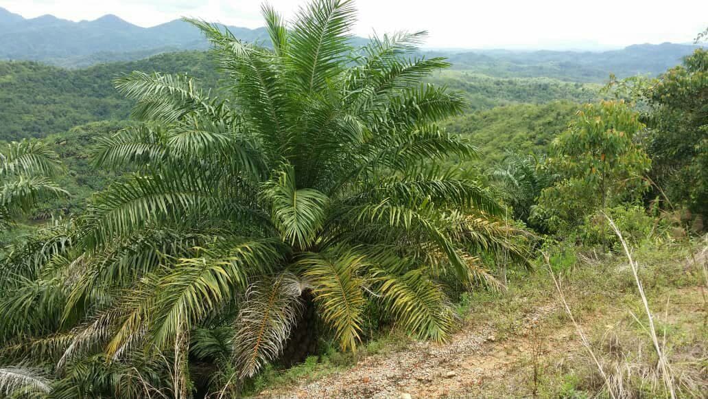 TANAH LADANG SAWIT UNTUK DIJUAL TERMASUK ASET LAIN - photo 10