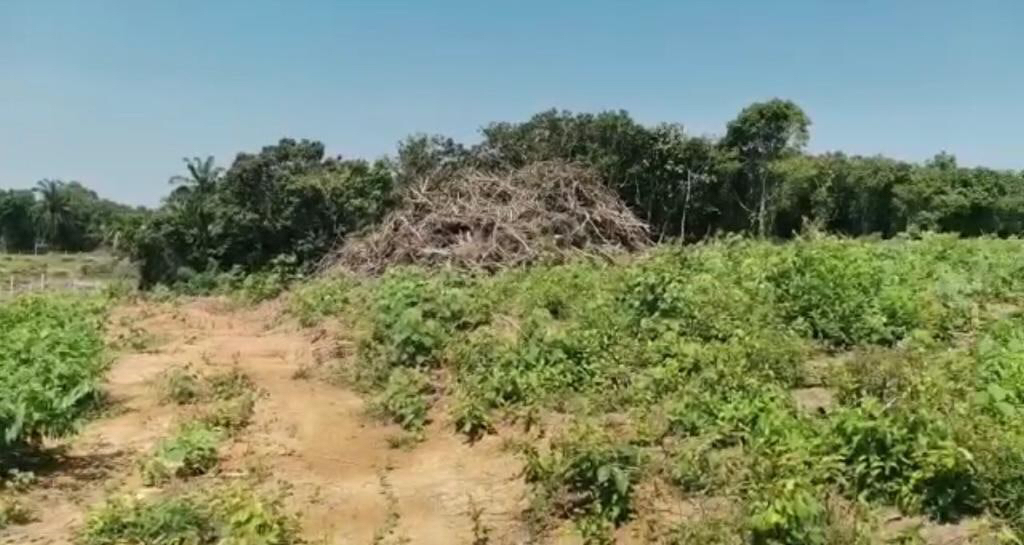 Tanah Pertanian Linggi Negeri Sembilan - photo 2