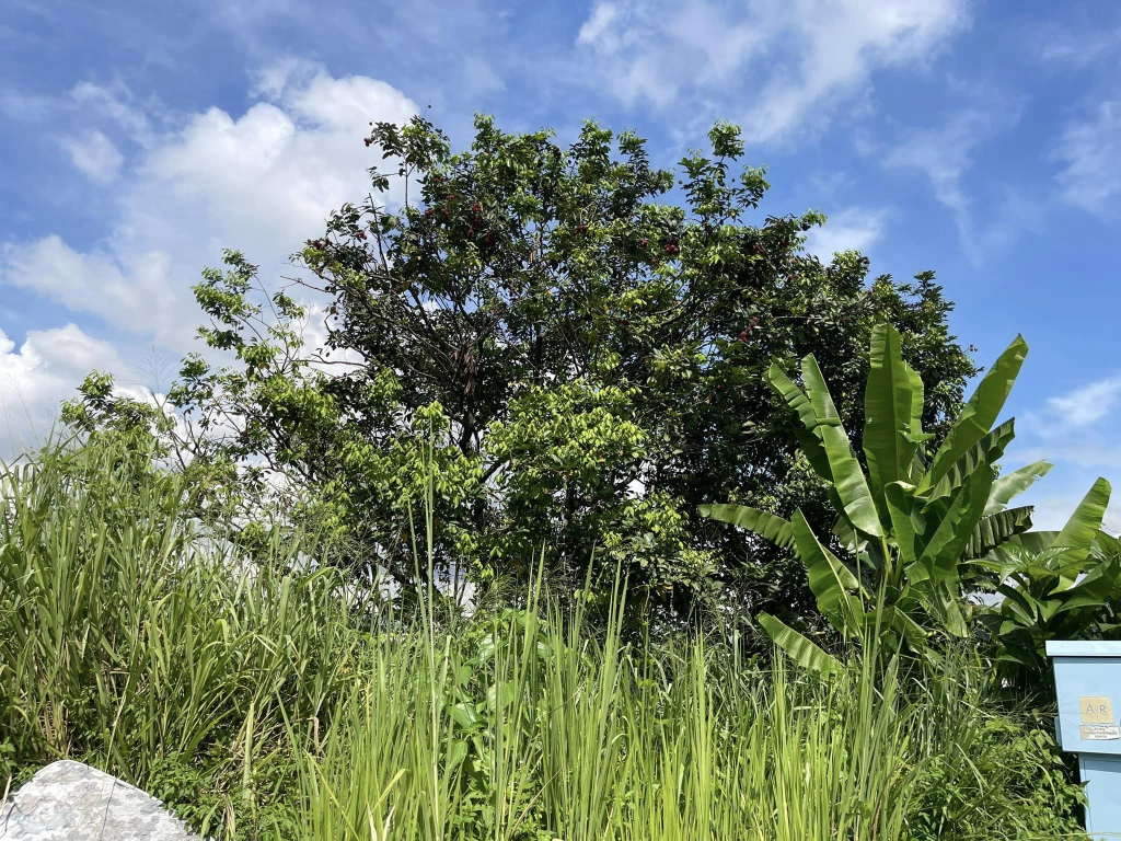 Residential Land for sell - photo 4