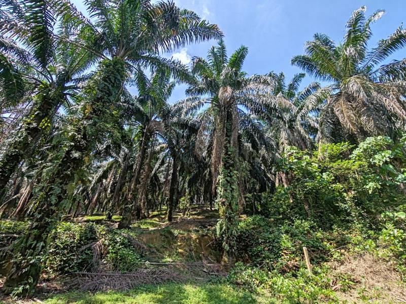 Residential Zone Agriculture Land For Sale Rawang - photo 3
