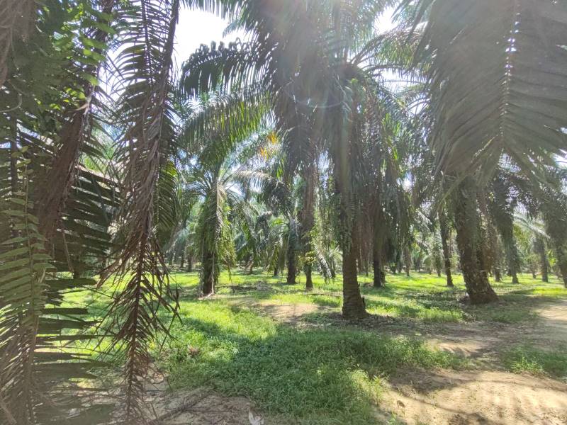 Residential Zone Agriculture Land For Sale Rawang - photo 4