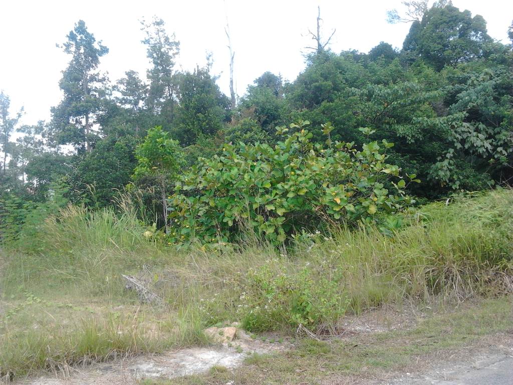 Taman Equine Bungalow Land, Flat and Square - photo 2