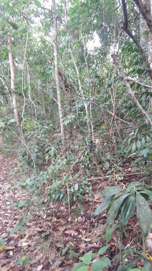 TANAH PERADONG JELEBU NEGERI SEMBILAN - photo 2