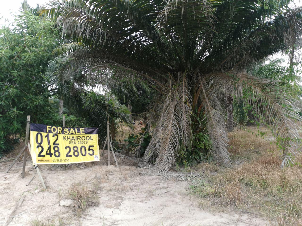 BAGAN LALANG SEPANG SELANGOR - photo 7