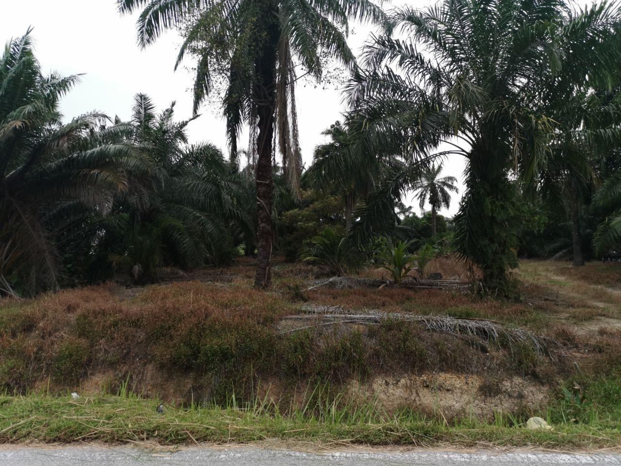 BAGAN LALANG SEPANG SELANGOR - photo 10