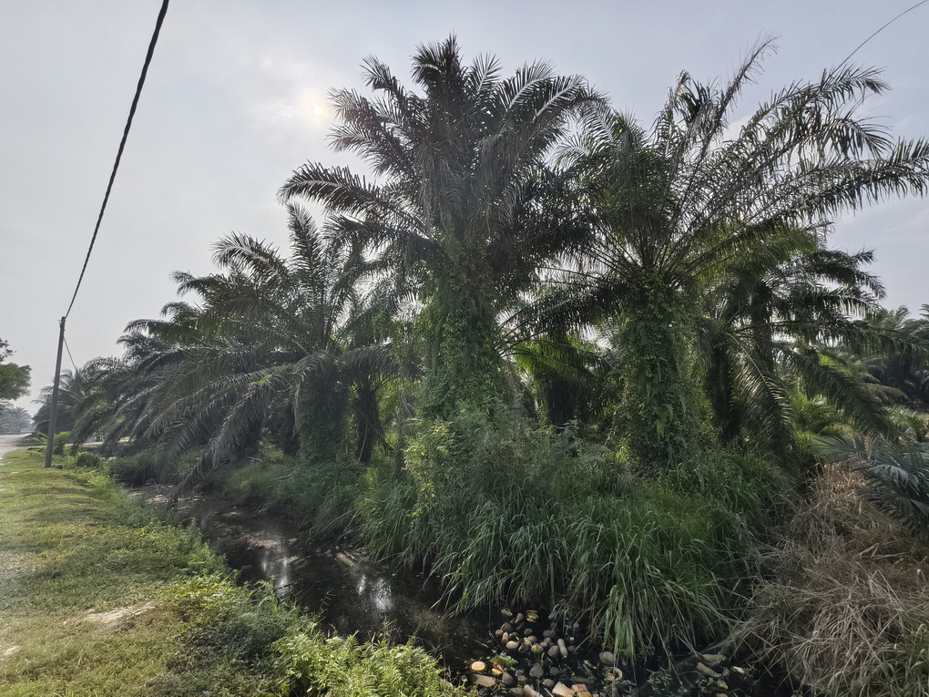 tanah musa lagi buki ...