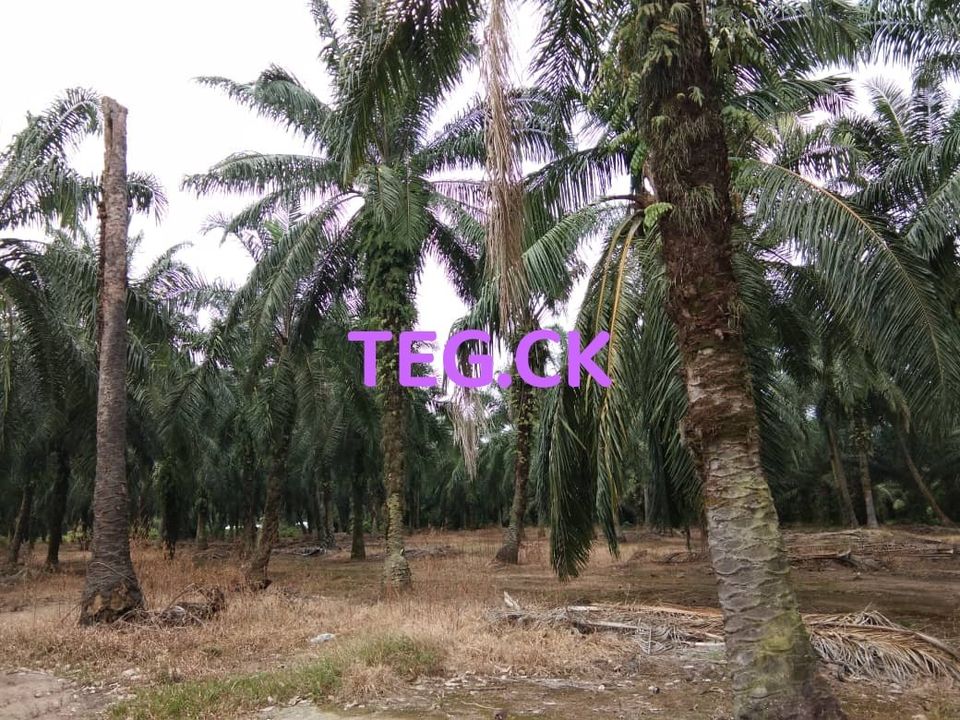 156816sqft Agricultural Land With Oil Palm Banting - photo 3