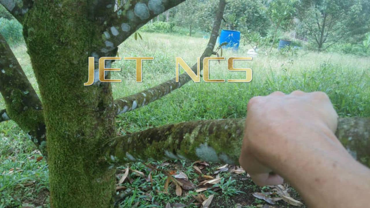 261360sqft Durian Farm For Sale Tanjung Mailm - photo 3