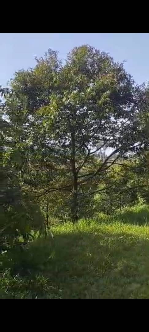 Hulu Yam Lama Agriculture land Sale with Durian - photo 2