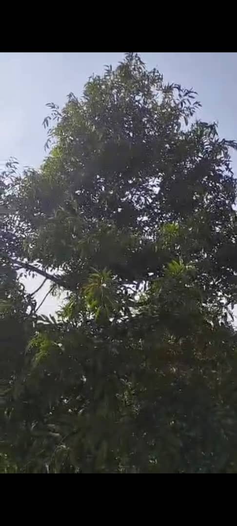 Hulu Yam Lama Agriculture land Sale with Durian - photo 3