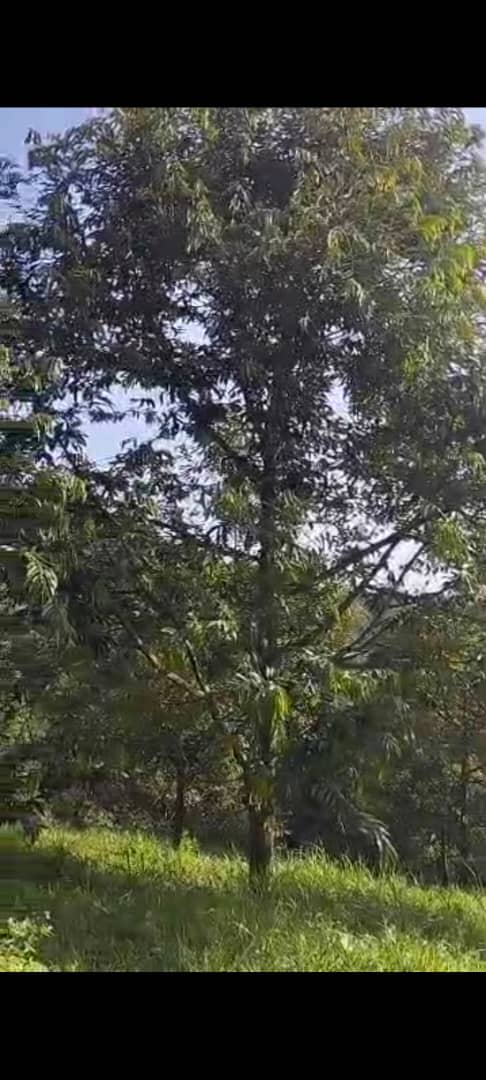 Hulu Yam Lama Agriculture land Sale with Durian - photo 5