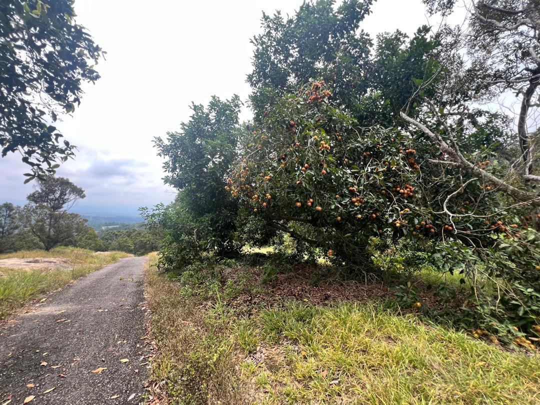 Seremban Mantin Agriculture Freehold Land For Sale - photo 2