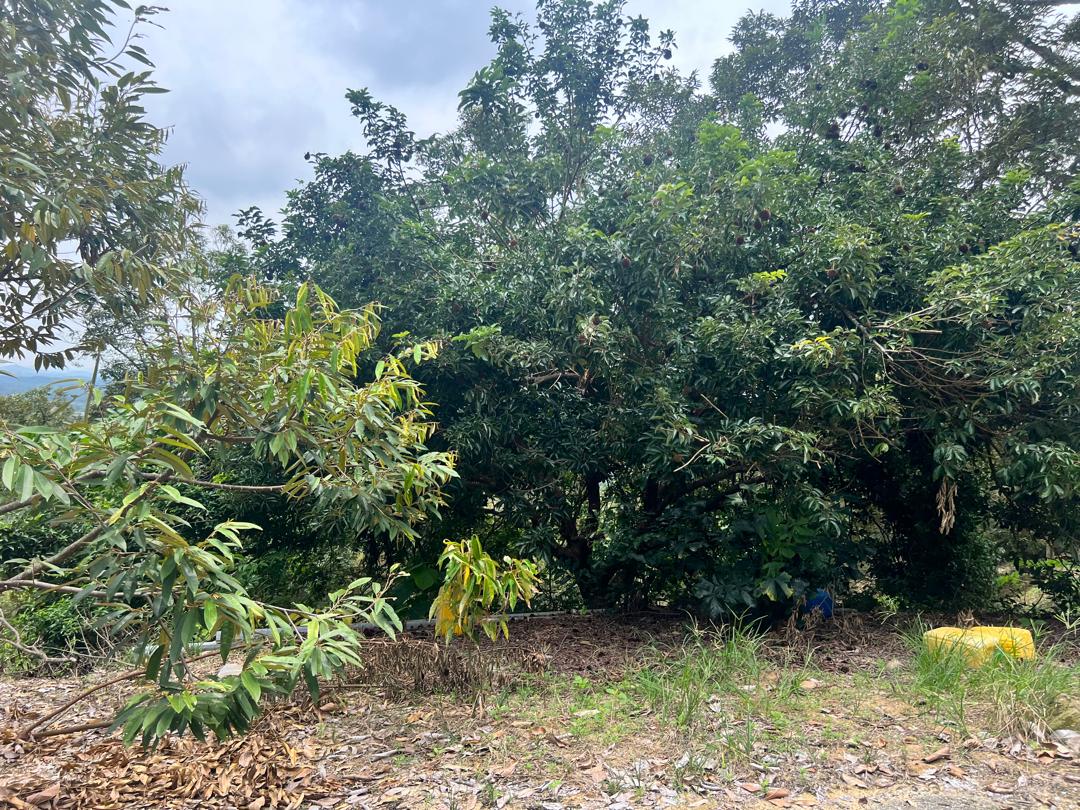 Seremban Mantin Agriculture Freehold Land For Sale - photo 9