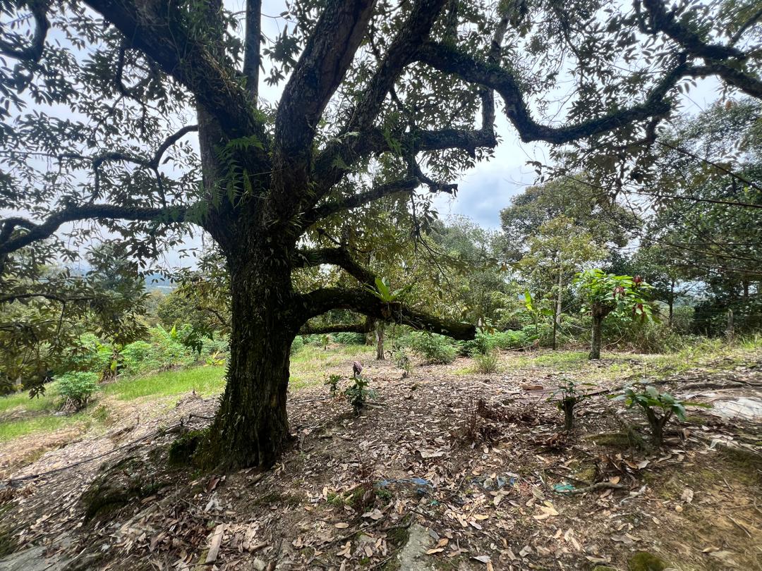 Seremban Mantin Agriculture Freehold Land For Sale - photo 10
