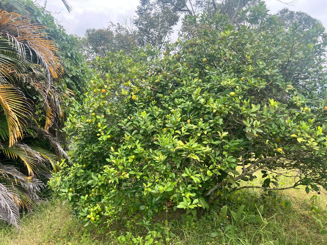 Seremban Mantin Agriculture Freehold Land For Sale - photo 12