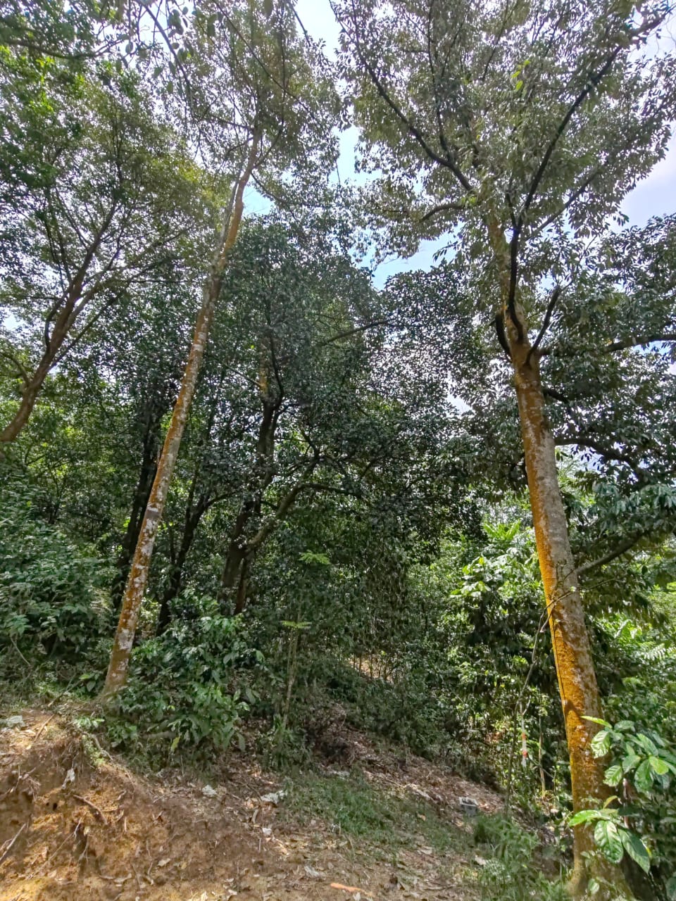 Bukit Sentosa Industrial Zoning Land For Sale - photo 4