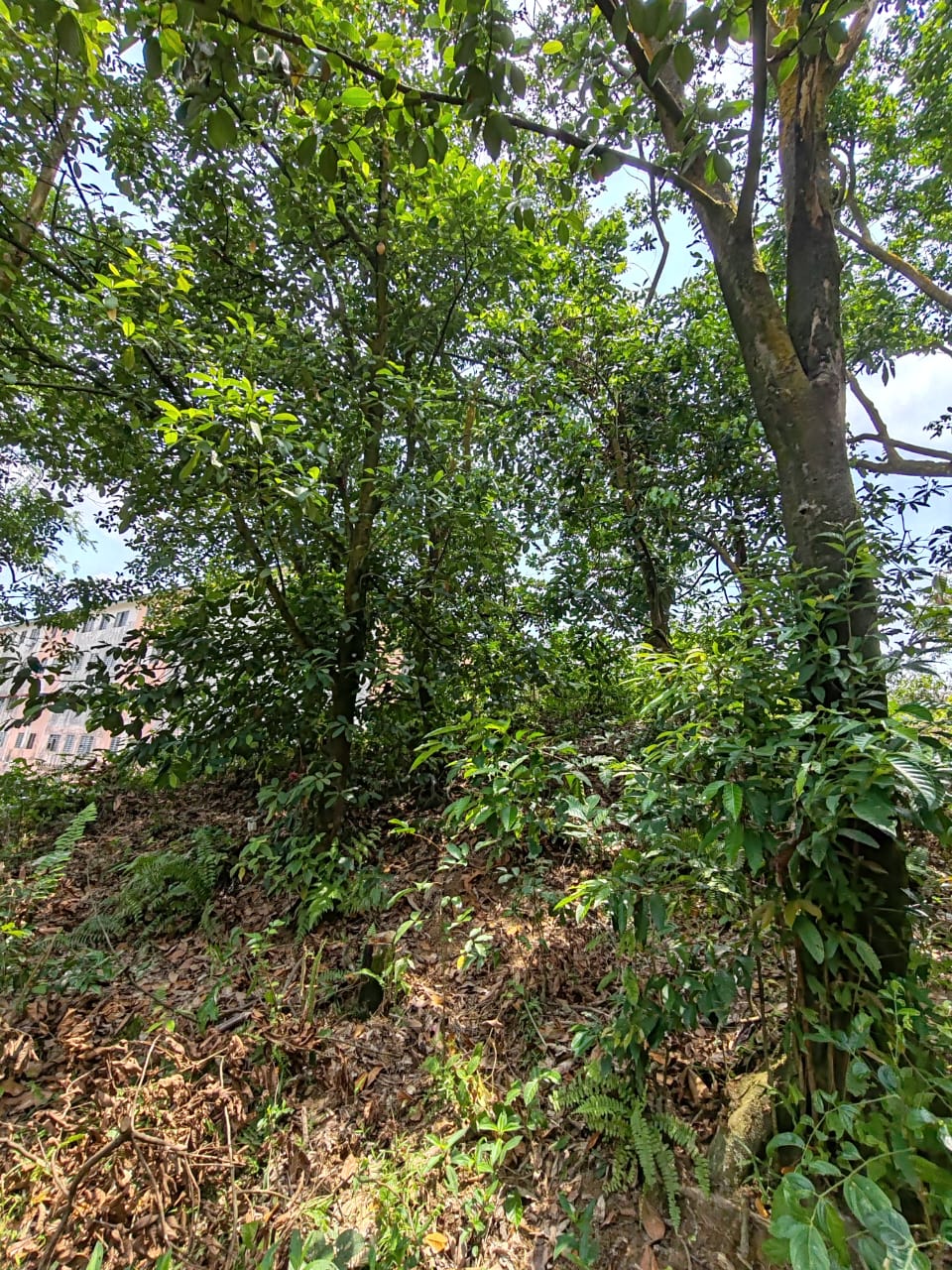 Bukit Sentosa Industrial Zoning Land For Sale - photo 5