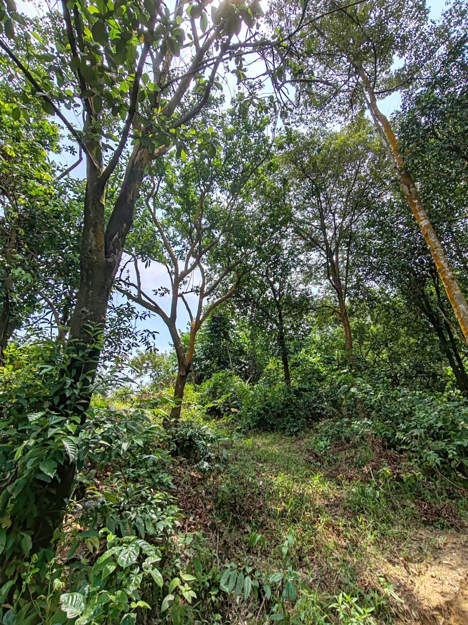 Bukit Sentosa Industrial Zoning Land For Sale - photo 6