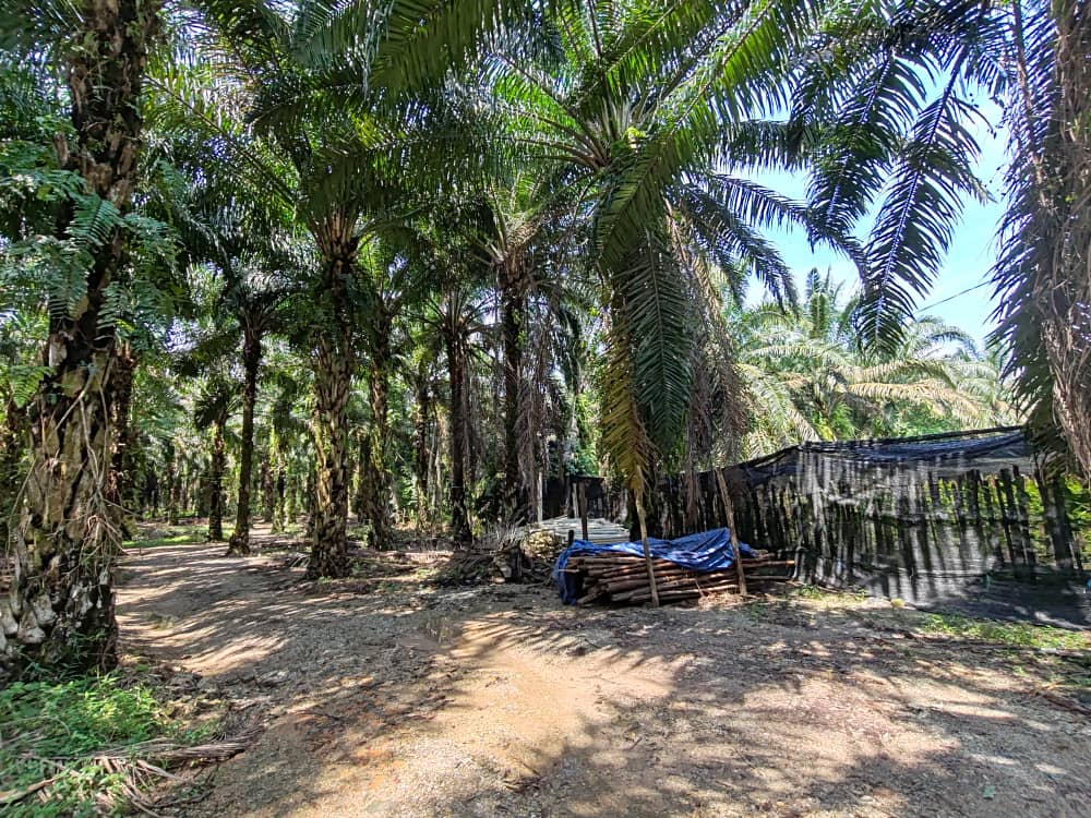 Batang Kali Residential Zoning Agri Land For Sale - photo 5