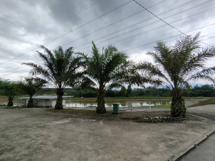 13 acre tanjung malim resort agriculture land sale - photo 4