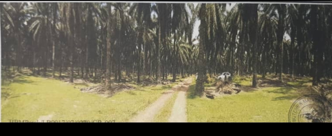 Perak , samala , batu kurau palm oil land for sale - photo 1
