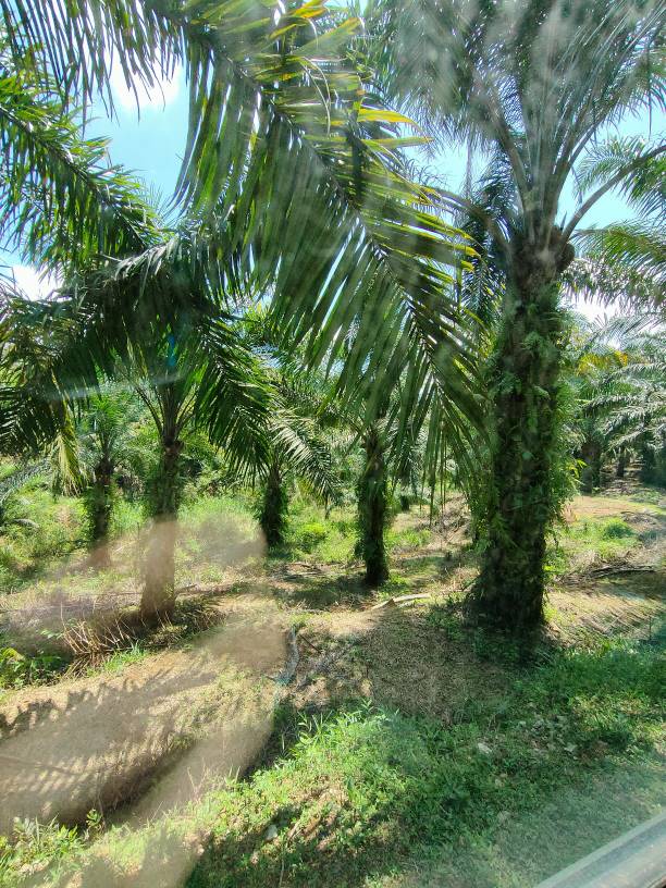 9 acres agriculture land sale kuala kubu baru - photo 5