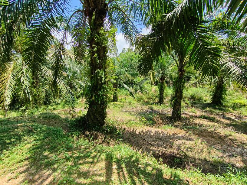 9 acres agriculture land sale kuala kubu baru - photo 6