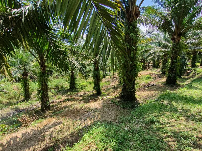 9 acres agriculture land sale kuala kubu baru - photo 7