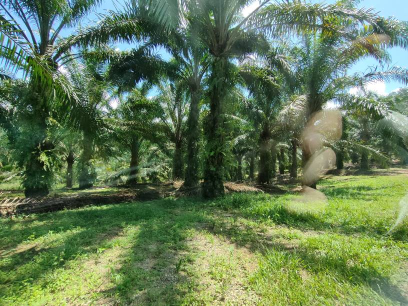 9 acres agriculture land sale kuala kubu baru - photo 8