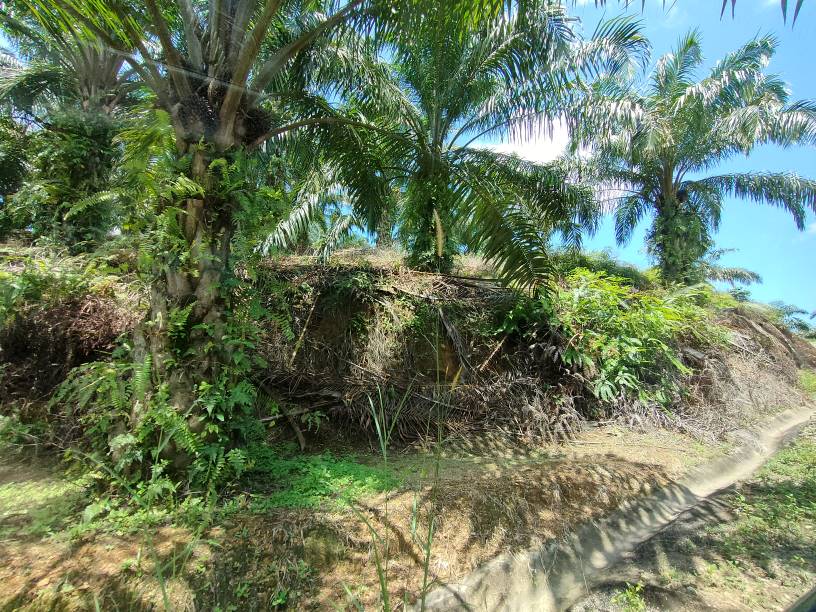 9 acres agriculture land sale kuala kubu baru - photo 9