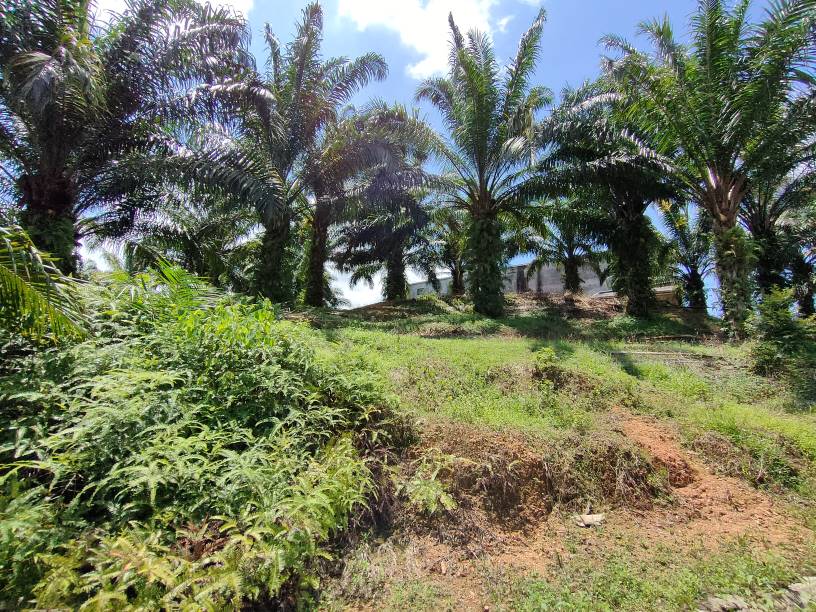 9 acres agriculture land sale kuala kubu baru - photo 10