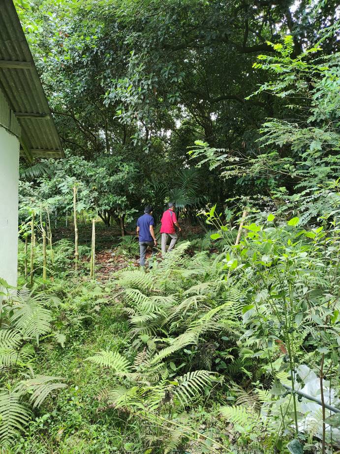 1.917 acres sungai bakau agricultural land for sale - photo 2
