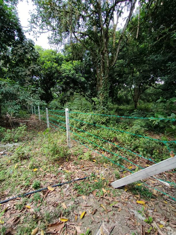 1.917 acres sungai bakau agricultural land for sale - photo 3