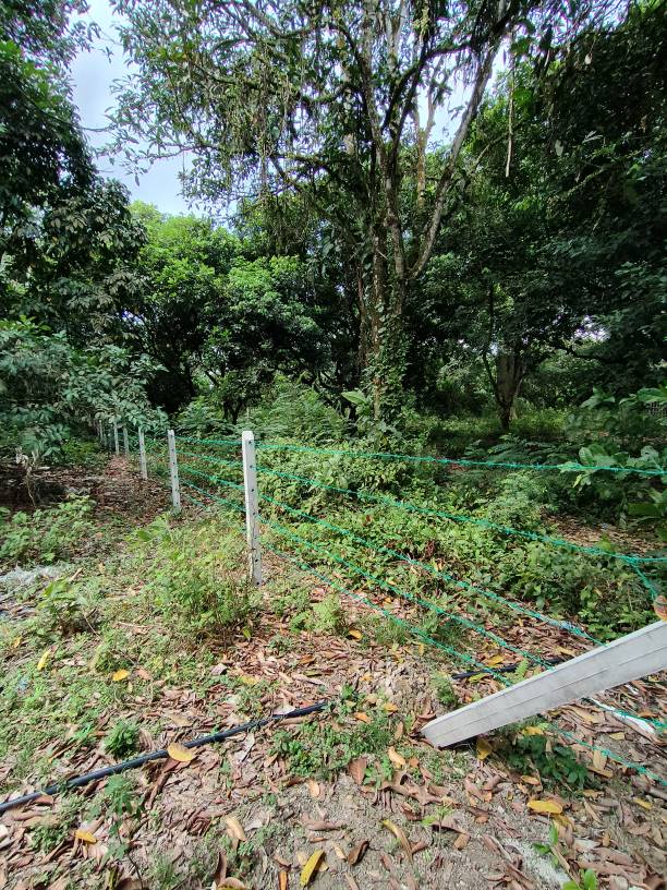 1.917 acres sungai bakau agricultural land for sale - photo 4
