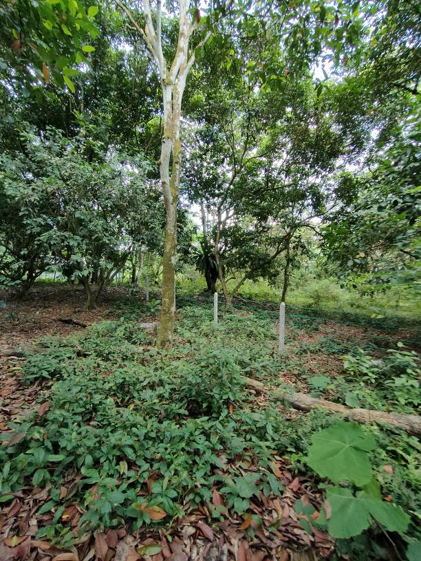 79279 sf sungai bakau agricultural land for sale - photo 5