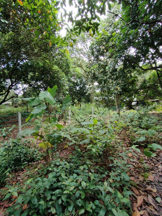 79279 sf sungai bakau agricultural land for sale - photo 6