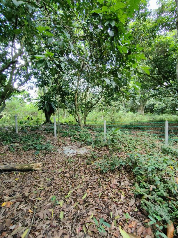 79279 sf sungai bakau agricultural land for sale - photo 7