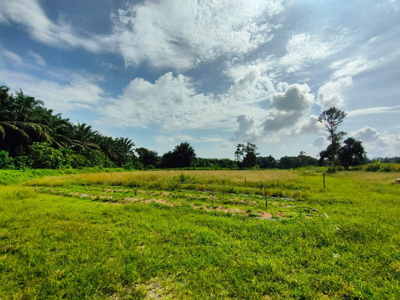 4 acres agricultural land at kundang for rent - photo 2